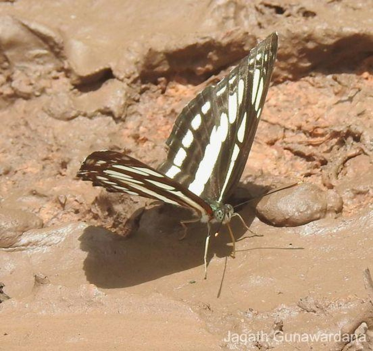 Neptis hylas Linnaeus, 1758